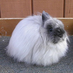 Who Is This Fluff Of The Fancy?